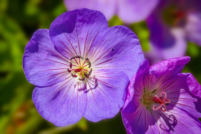 blue flowers with yellow stamen in middle of bloom