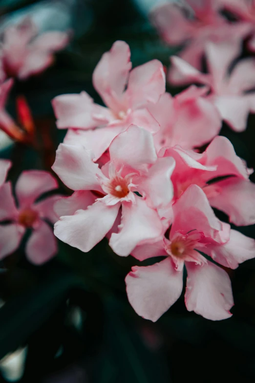 pink flowers in the middle of a field