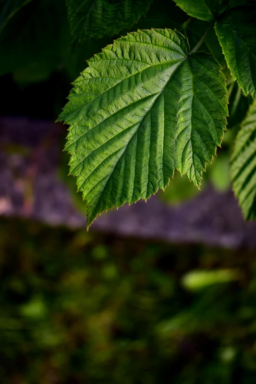 a closeup of the leaves of a tree