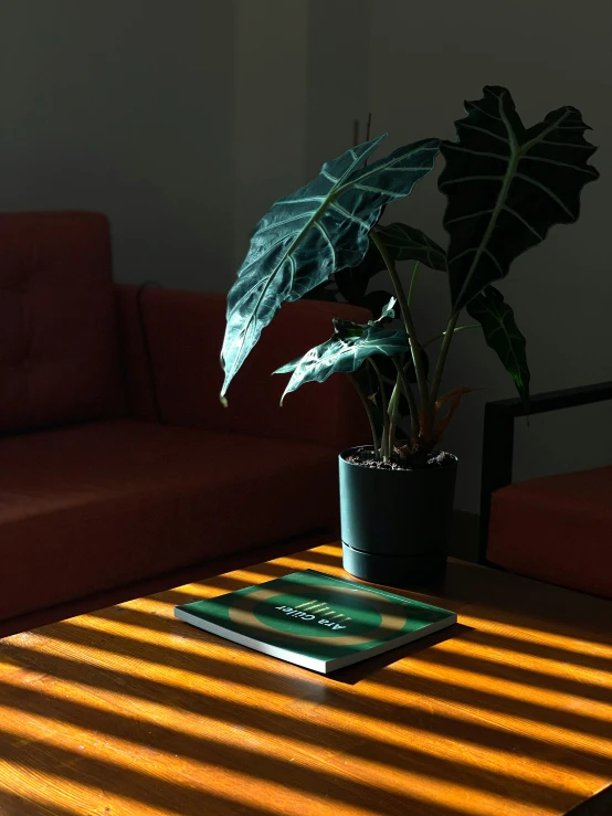 a green plant is sitting on a wooden coffee table