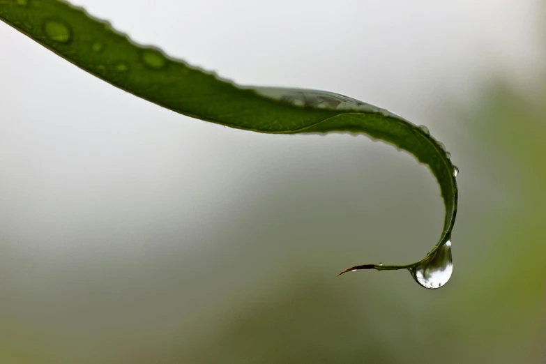 a green leaf is seen with water drops