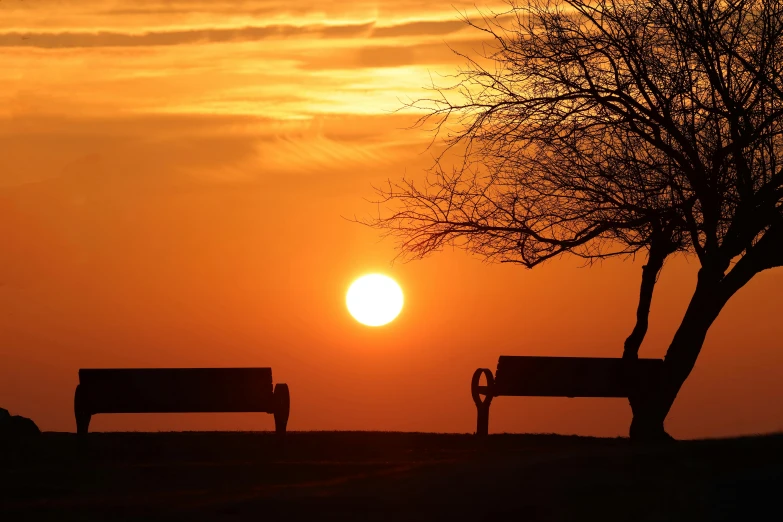 two benches sitting under a tree and the sun setting