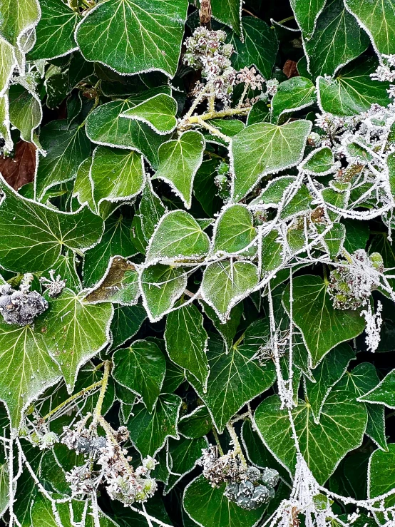 the large leafy tree is covered in ice