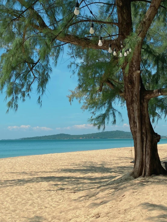 a tree on the beach with water in background