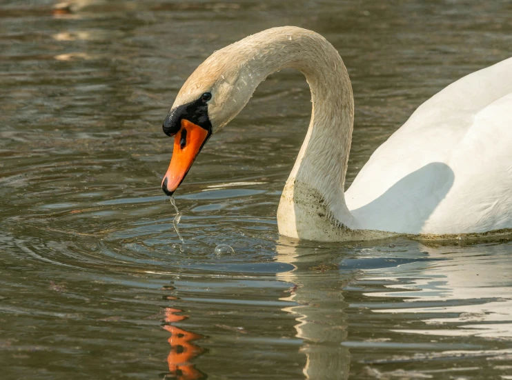 a goose on the water eating a leaf