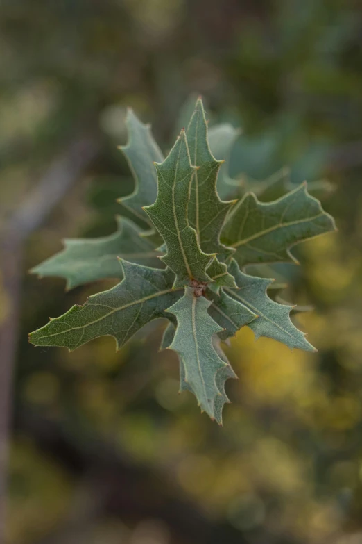 a single leaf is sprig from a tree