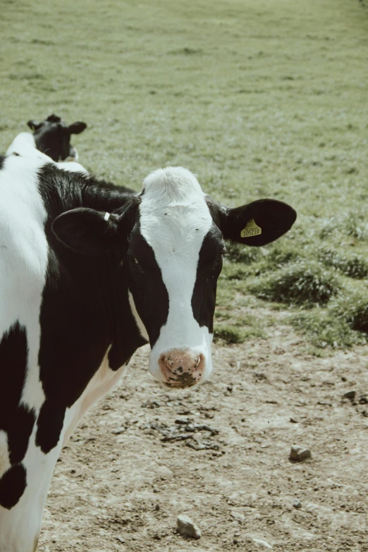 a black and white cow standing on top of a dirt field