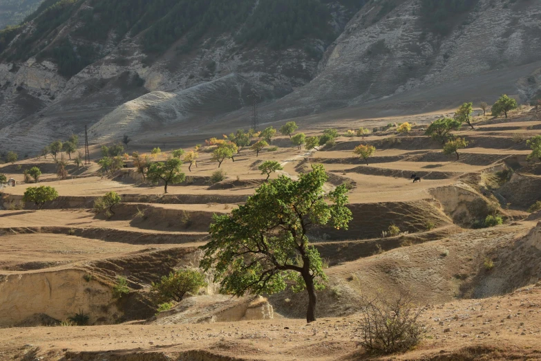 a tree that is standing on the edge of dirt hill