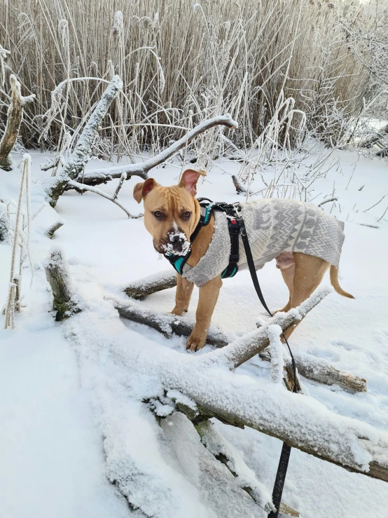 an english bulldog in the snow with a sweater