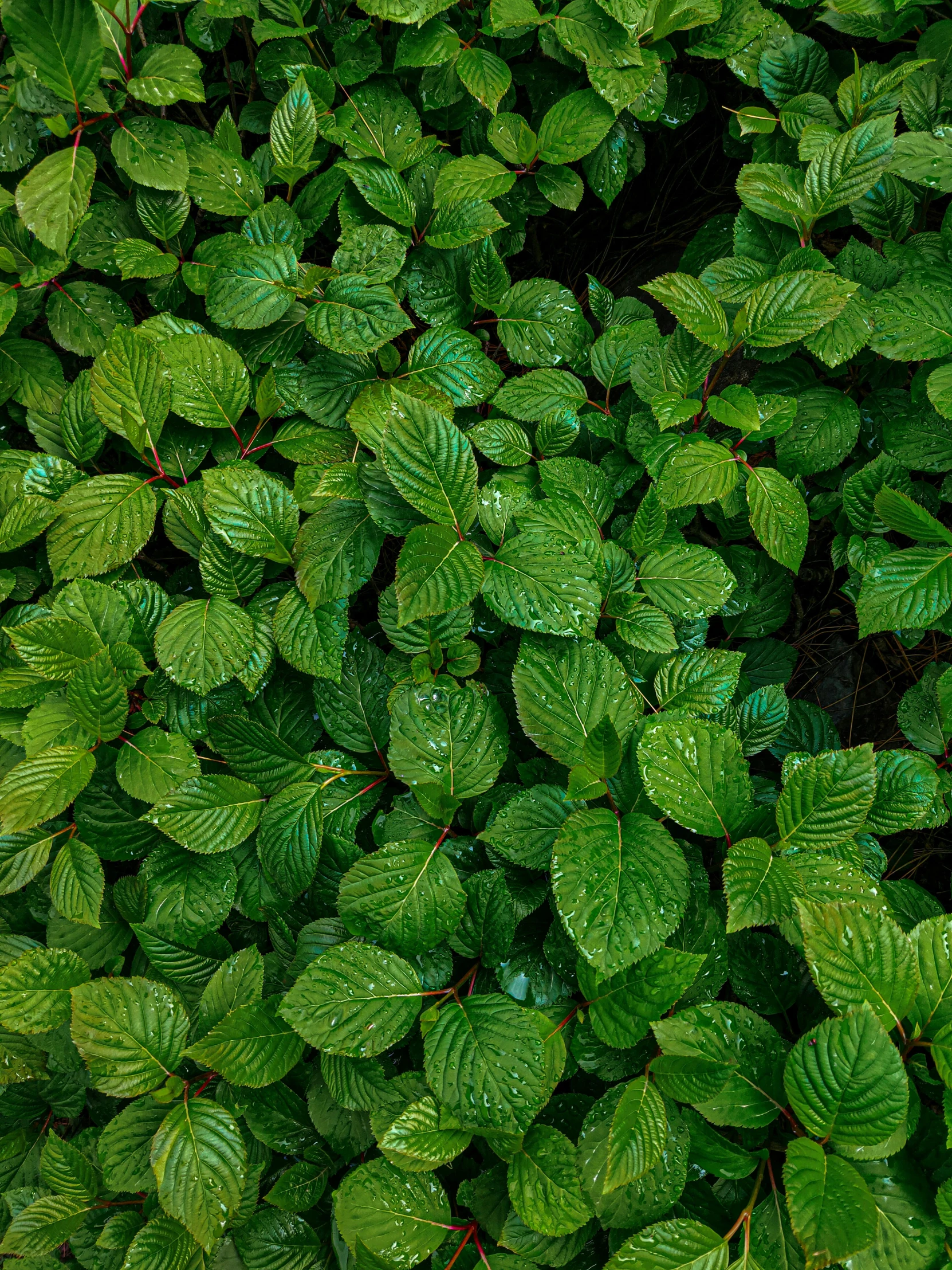 a very big green plant with lots of leaves