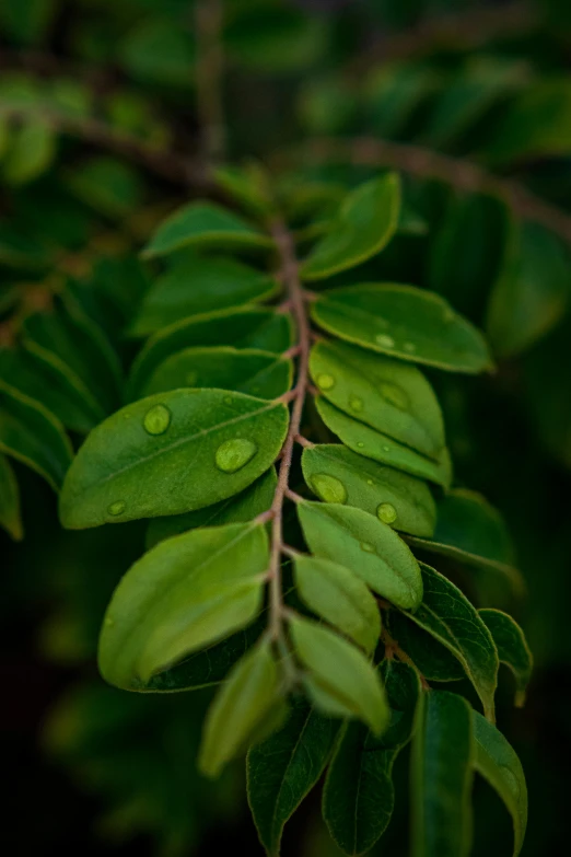 leaves are starting to turn green with water droplets on them