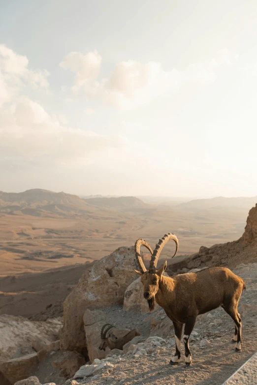 a ram is standing on top of a mountain