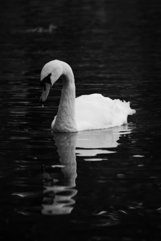 a swan is swimming alone in a pond