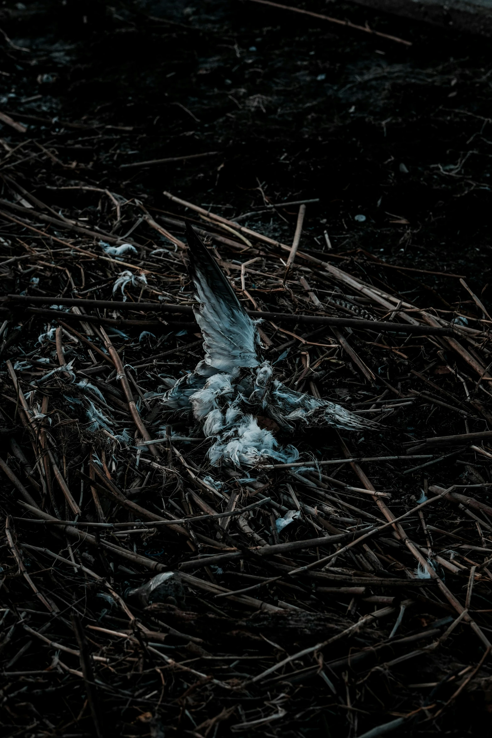 a bird swoops its head down while nestling in an area full of twigs