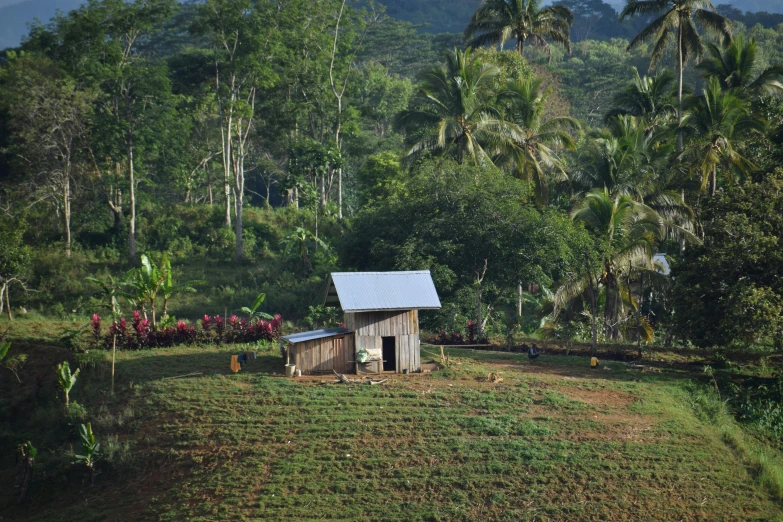 small cabin at the base of a jungle with some trees around it