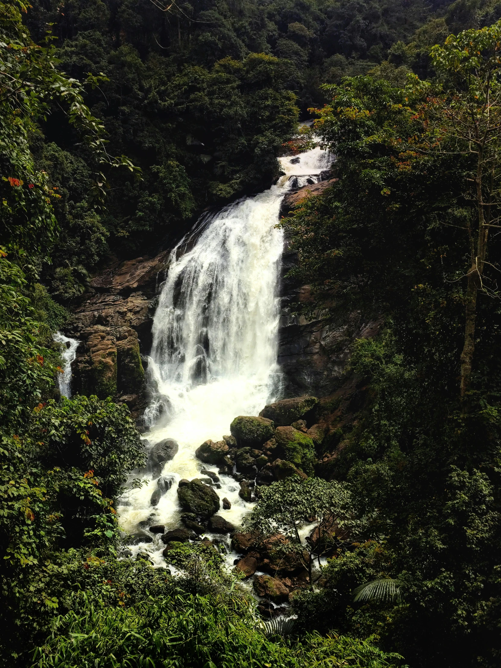 a waterfall coming out of the woods into the water