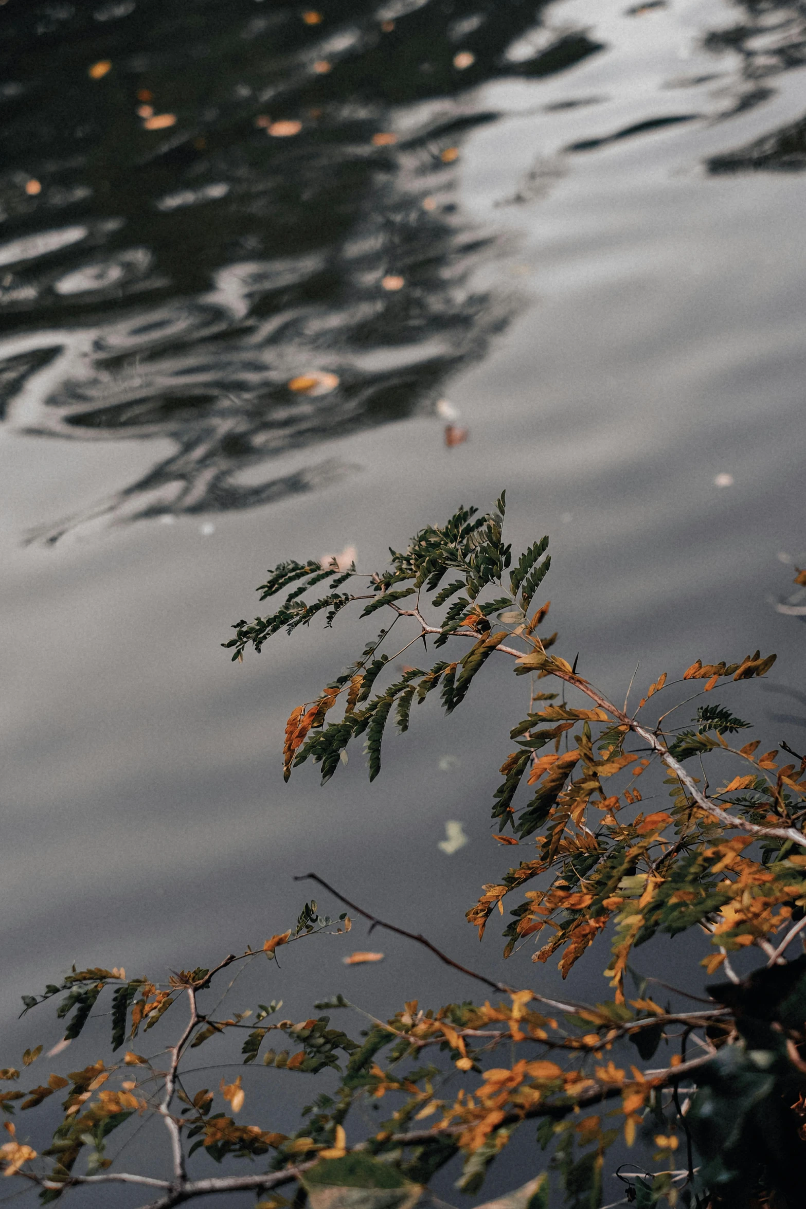 a nch floating on top of a body of water