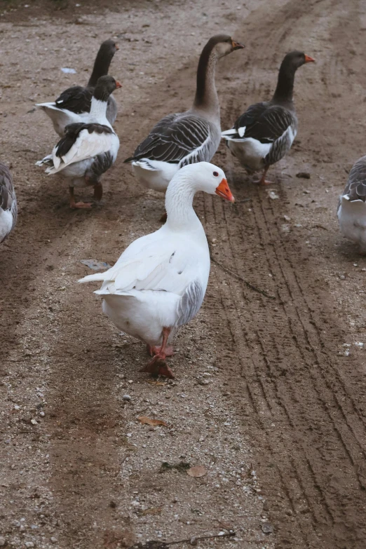 many ducks walking along on some dirt and sand