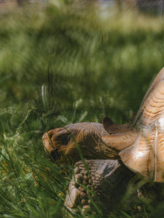 an image of a large turtle in the grass