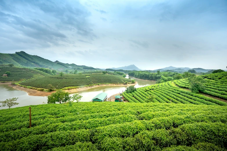 the landscape of the tea fields