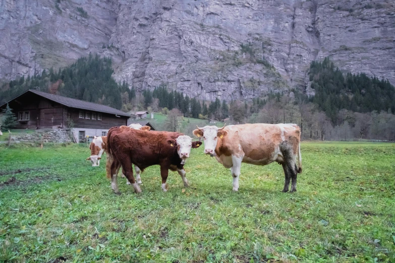 two cows standing in an open field with a building in the background