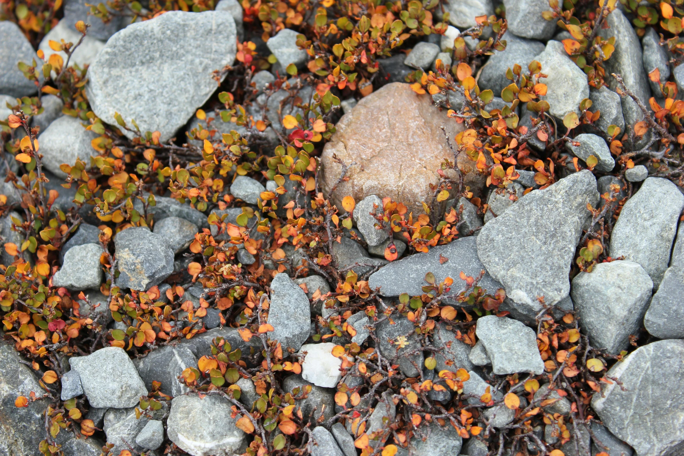 small bushes growing in an area with rocks