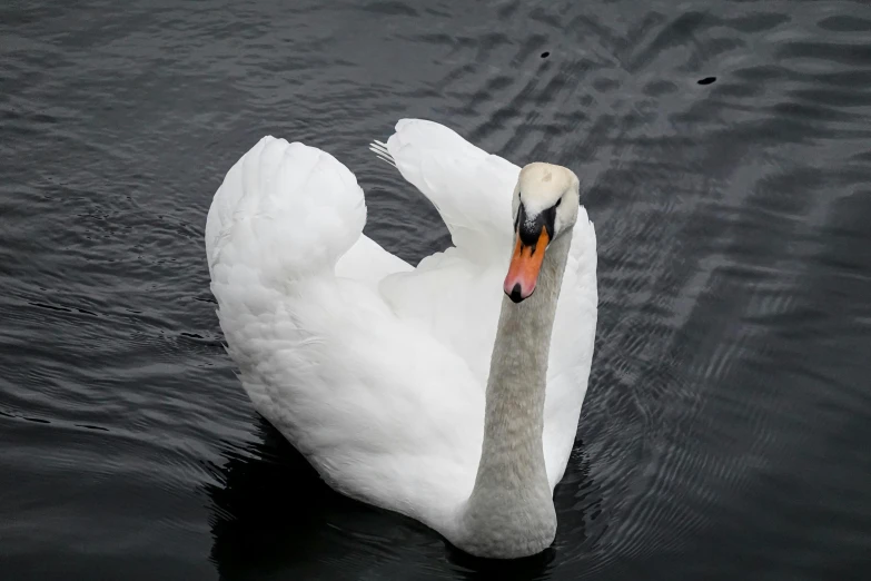 a large white swan floating in the water