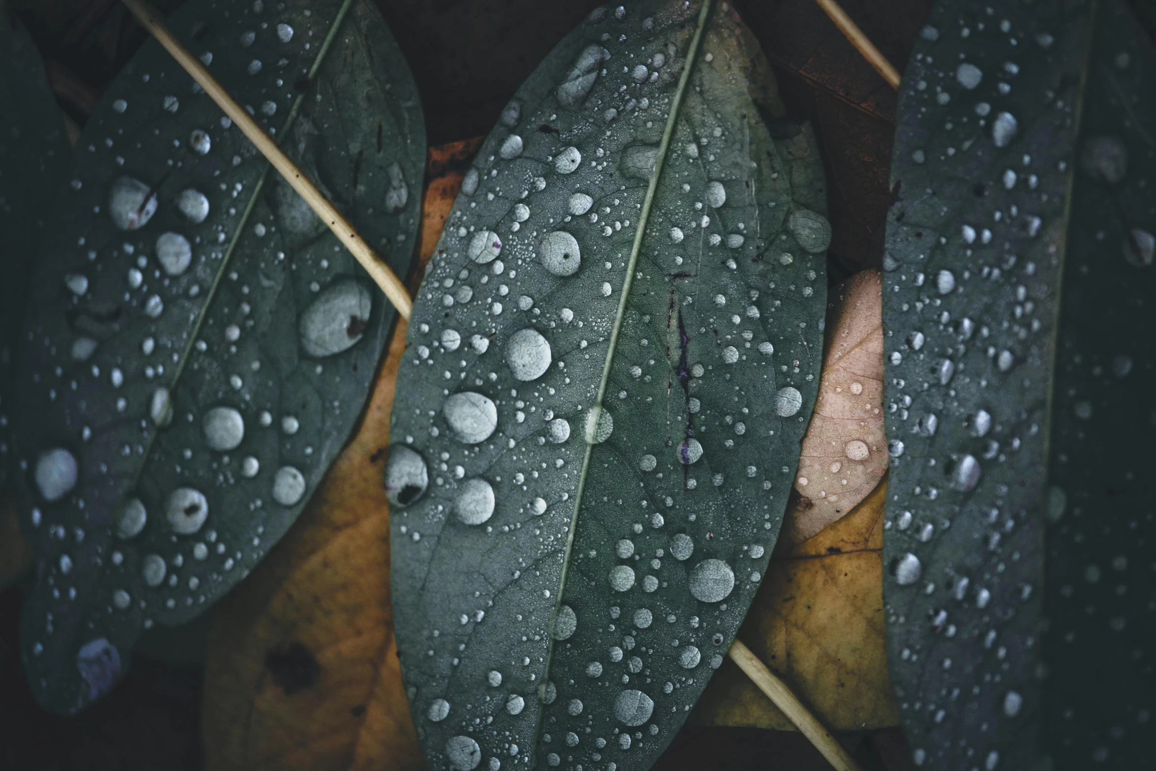 a picture of a large leaf covered with water droplets