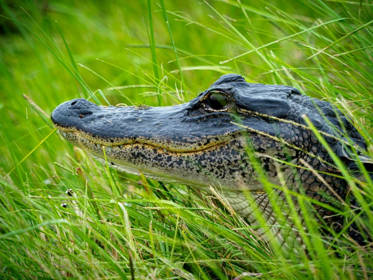 an alligator's head is partially submerged in grass