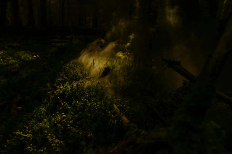 a fire hydrant sitting in the middle of a lush green forest