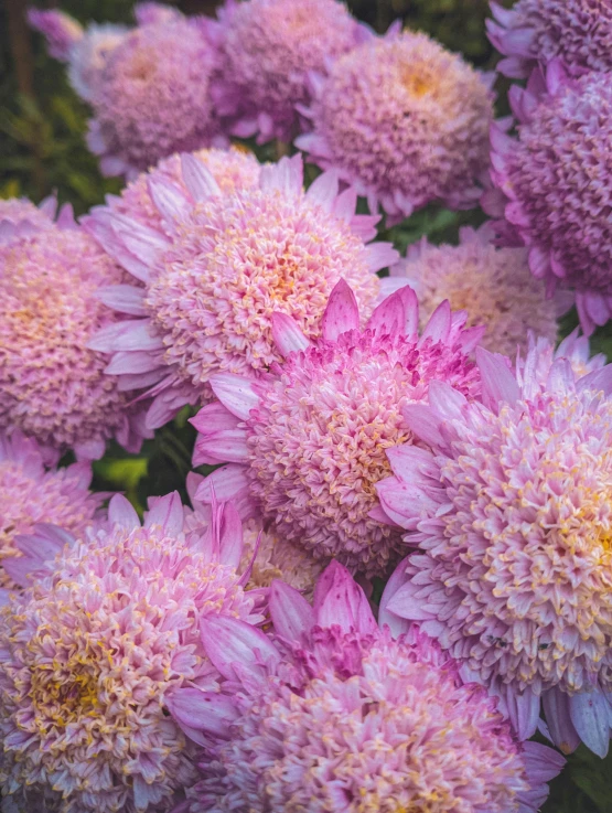 a bunch of flowers that are growing on some kind of plant