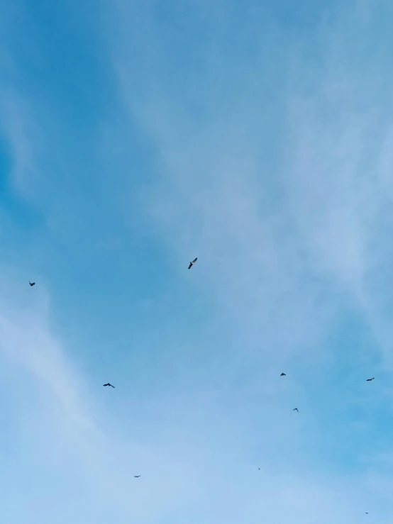 the view looking up at birds flying overhead