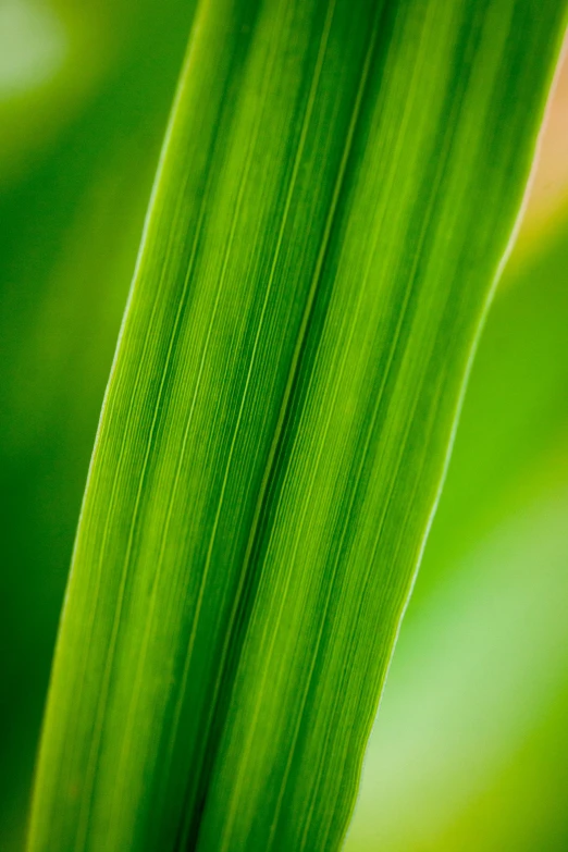 the back end of a green plant with long, thin leaves