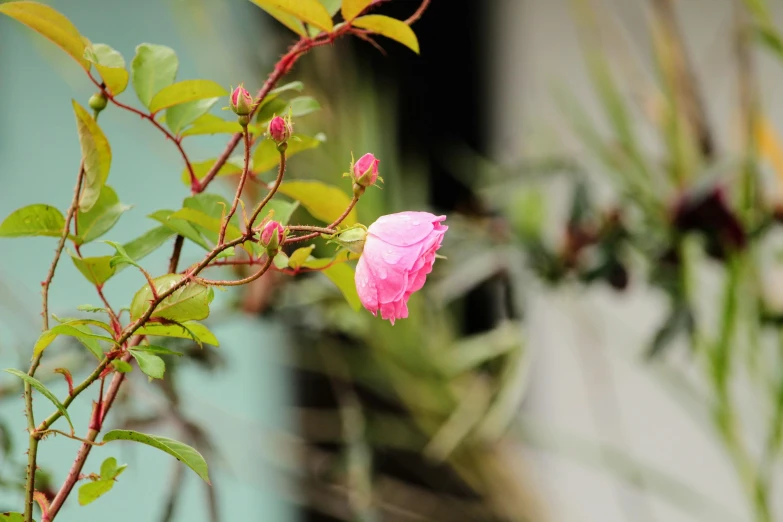 pink and white flowers and leaves in a garden