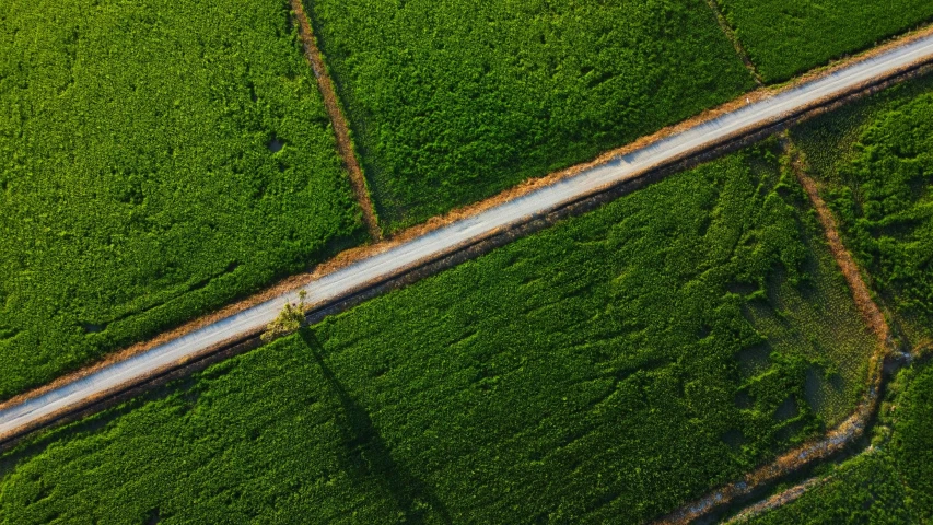 aerial view of rural road surrounded by crops