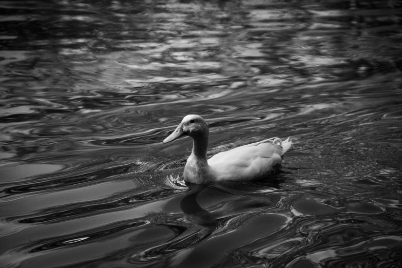 a black and white po of a duck swimming