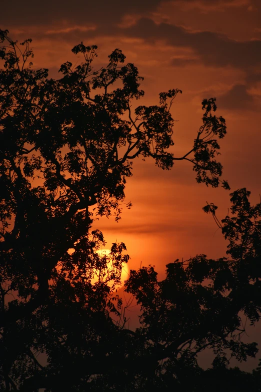 a po of a tree with the sun setting in the background