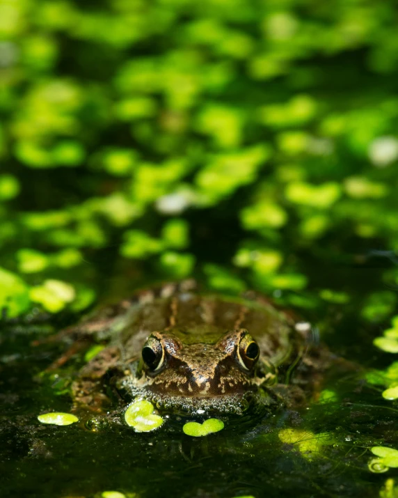 a frog sits in the water with green grass