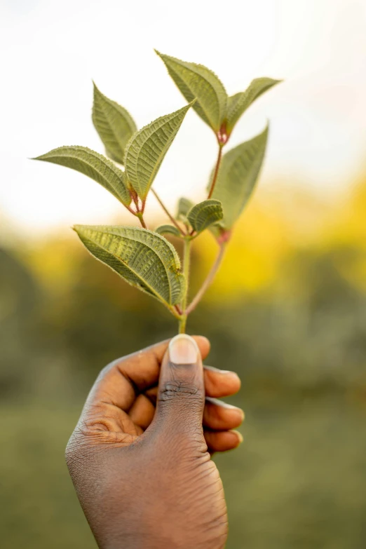 a hand holding up a plant with green leaves