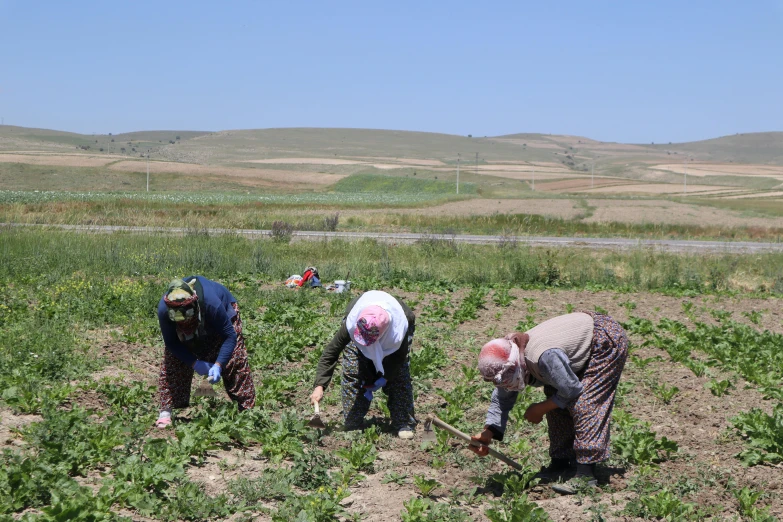 four women working in a farm with one holding a flower