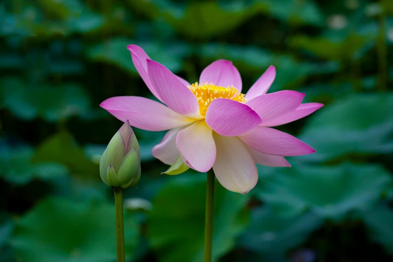 two beautiful pink lotuses with some leaves around them