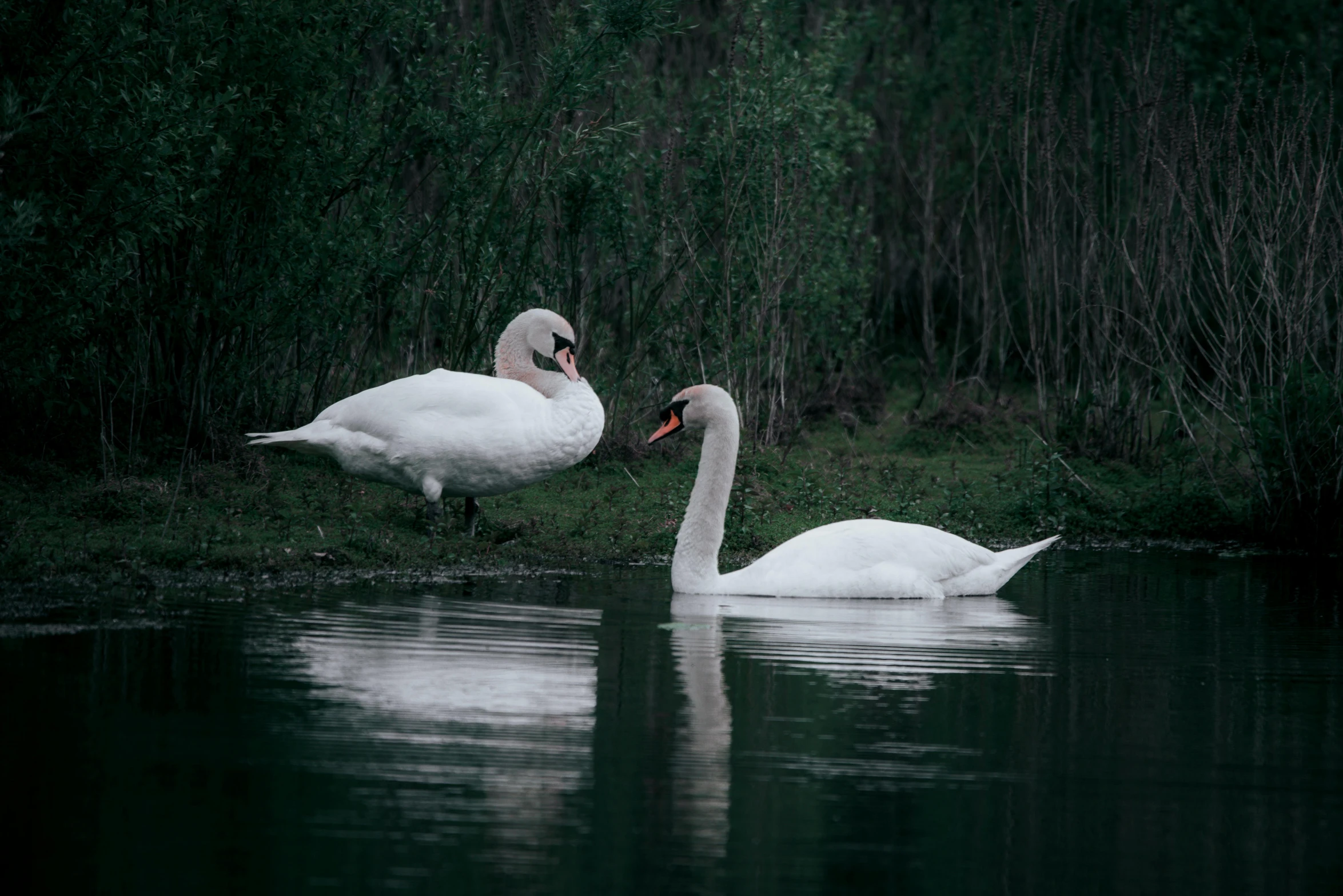 two swans are swimming on the water together