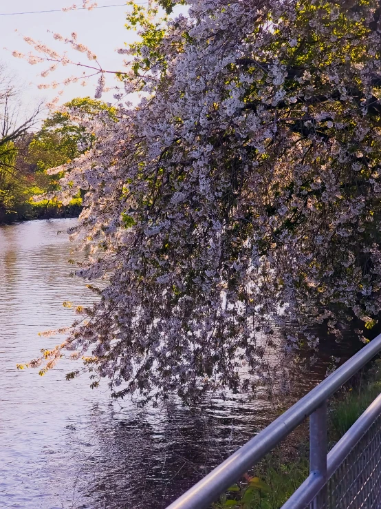 a river with trees along side it and a bridge that has some flowers on it