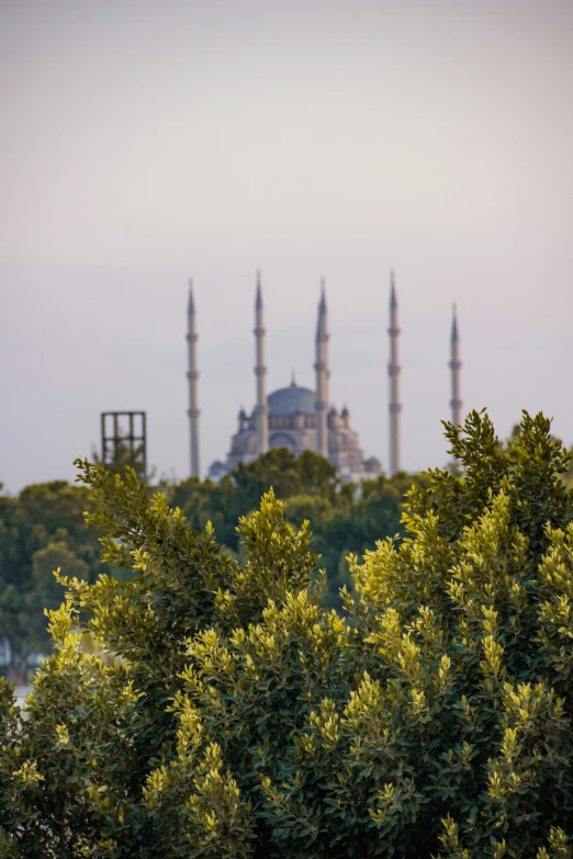 the top of some buildings that are behind trees