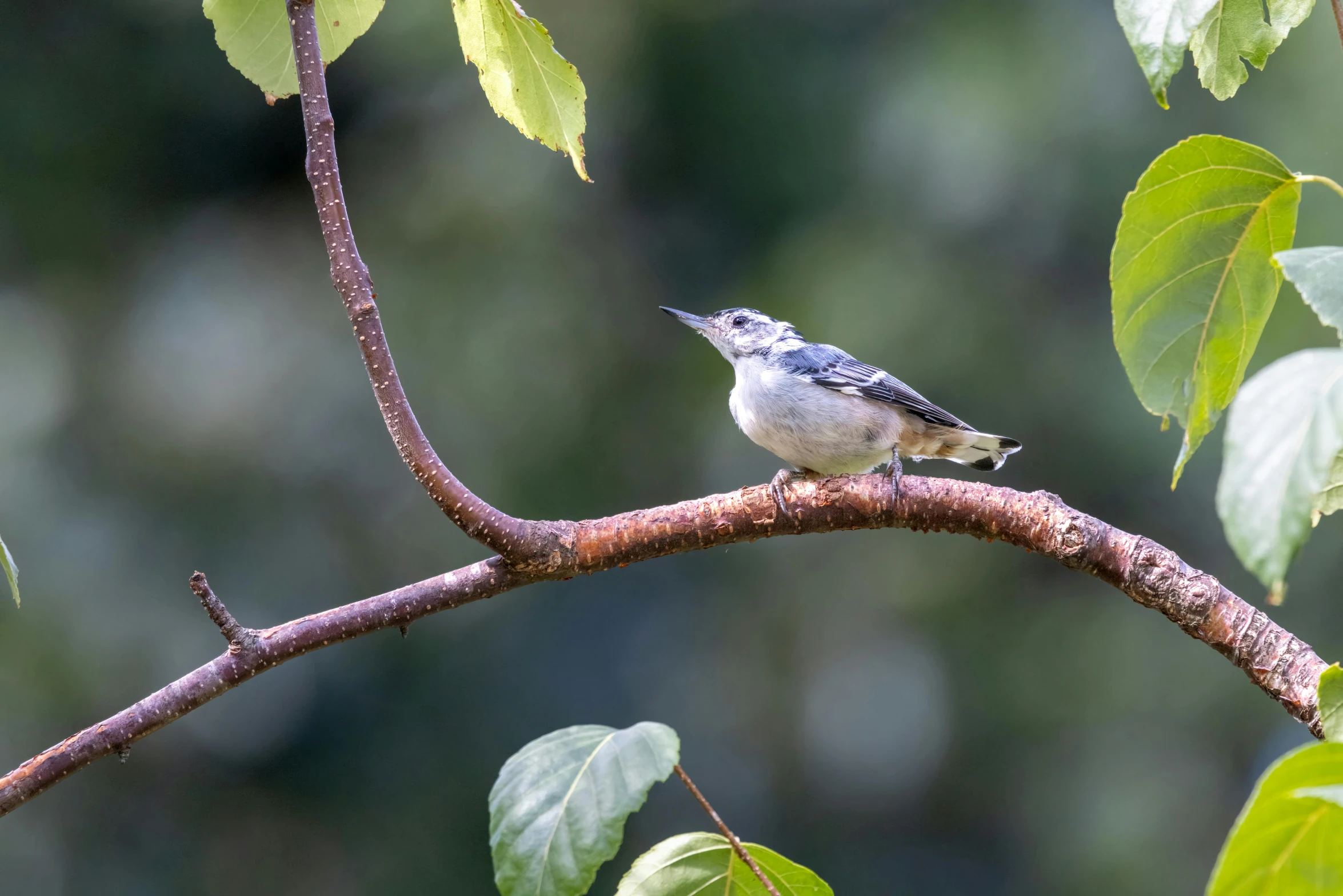 a small bird standing on a tree nch