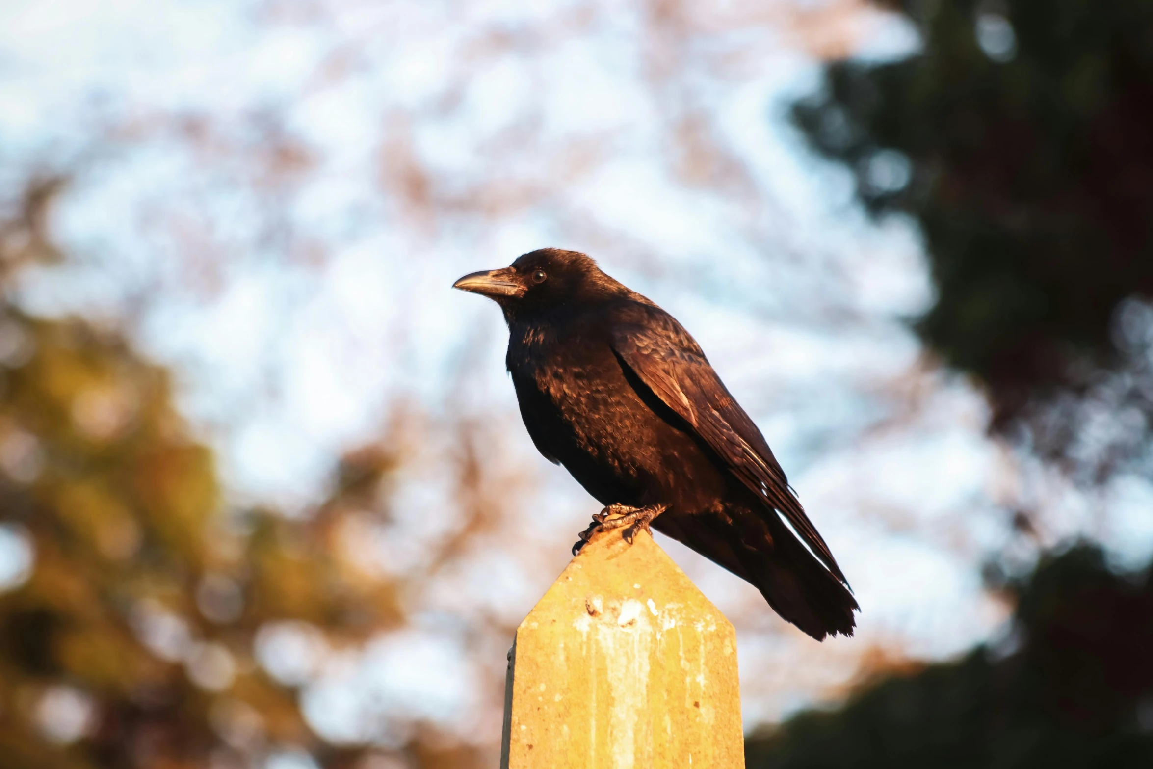 a black bird sitting on top of a wooden post