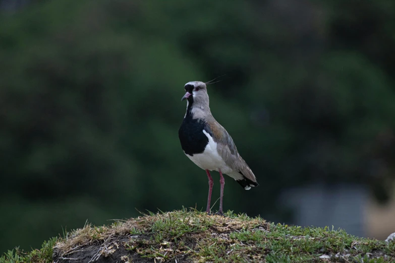 a bird standing on top of a mound of grass