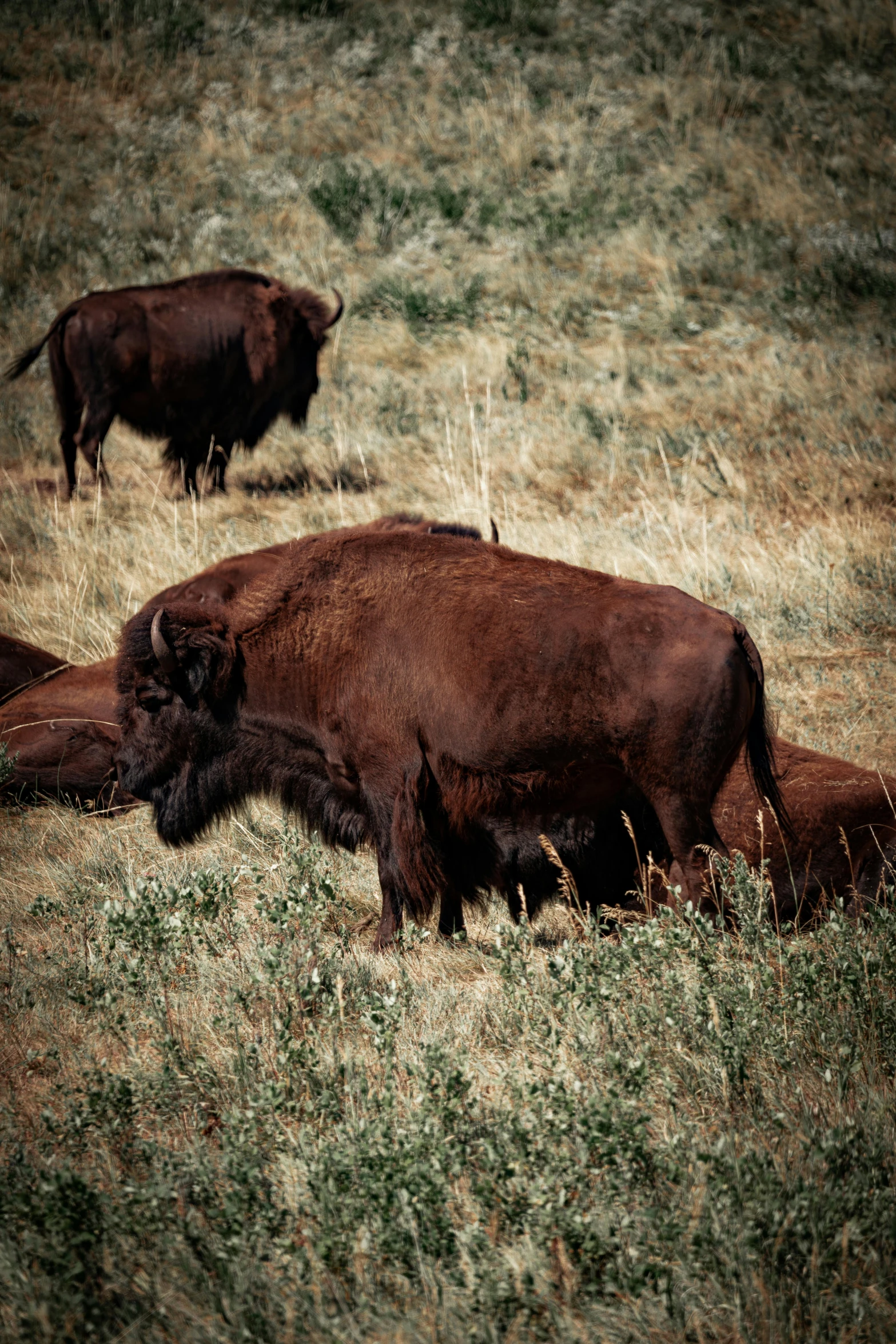 the cows are enjoying their naps in the pasture