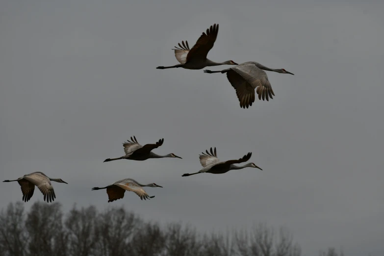 a group of white cranes flying above trees