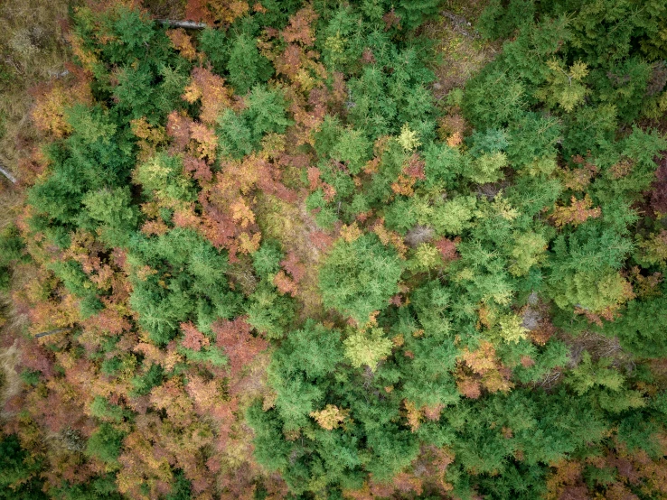 aerial pograph of an area that shows a mixture of trees in the forest
